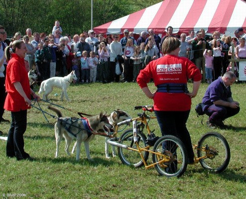 2004, Dog Sleds
Rather ironic that they chose to have Huskies with sleds on what must have been the hottest day the Neilston Show has had for many years :-)
