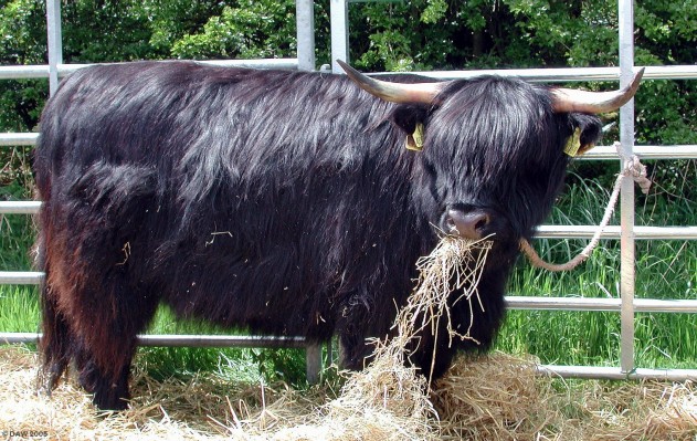 2005, Do you mind if I don't stop eating?
