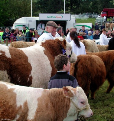 2005, main ring full of cattle
