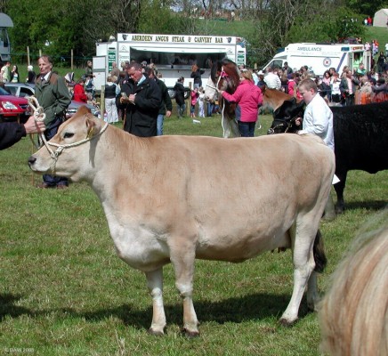2005, Judging in the main ring
Now you've seen how good they look why not taste how good they are too? Note the trailer in the background.
