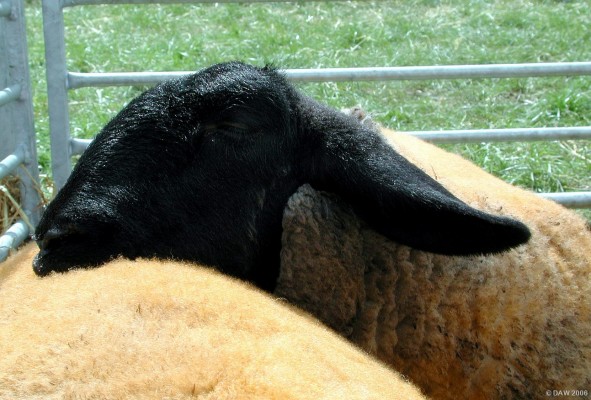 2006, Ho'd me back, when does the show start?
