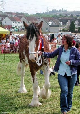 2007, Heavy horse in main ring
