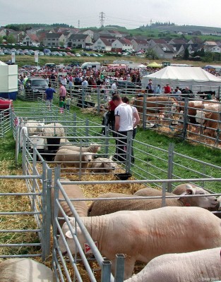 2007, over looking the sheep pens towards the main ring
