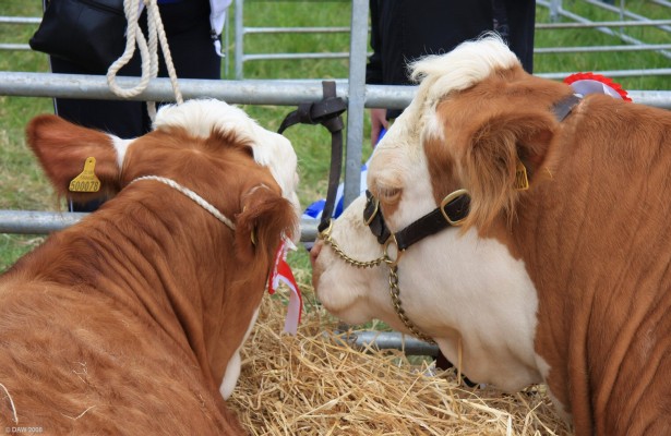 2008, Cattle
"Did you hear the one about the Farmer?"
"No"
"Well, he was outstanding in his field."
