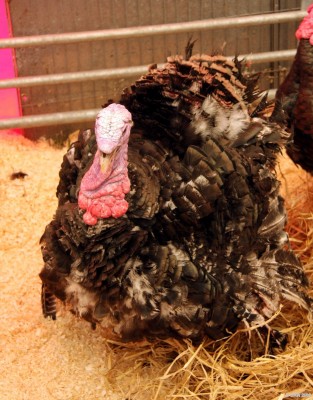 2008, Turkey
Did someone mention Christmas?
