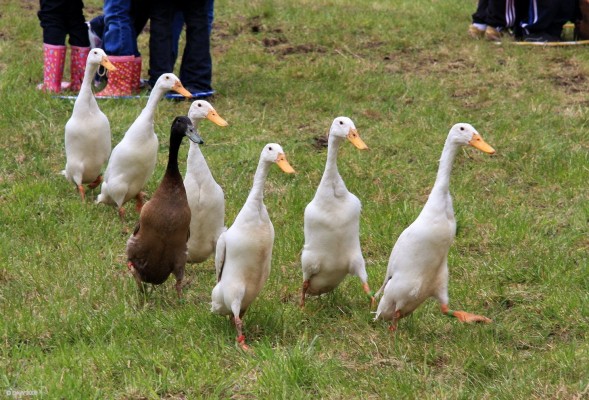 2008, the stars of the show
The Drakes of Hazard
