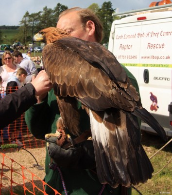 2009, Golden Eagle
Orla the Golden Eagle with its handler.
