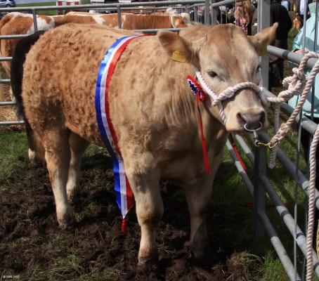 2009, Over all Champion
