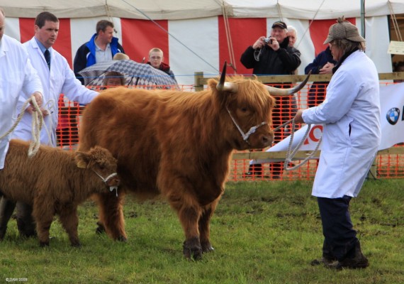 2009, Cattle judging in main ring
Pity there wasn't a prize for best owners hat.
