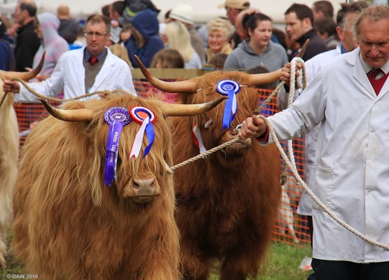 2010, Grand Parade, Cattle
