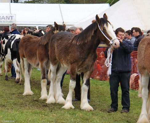 2010, Grand Parage, Heavy Horses
