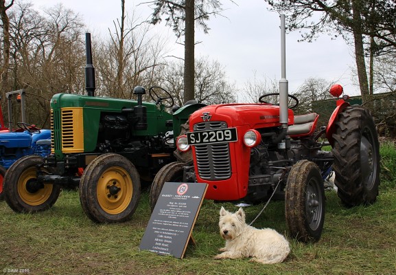 2010, Massey Ferguson 35 Vintage Tractor, with optional dog
