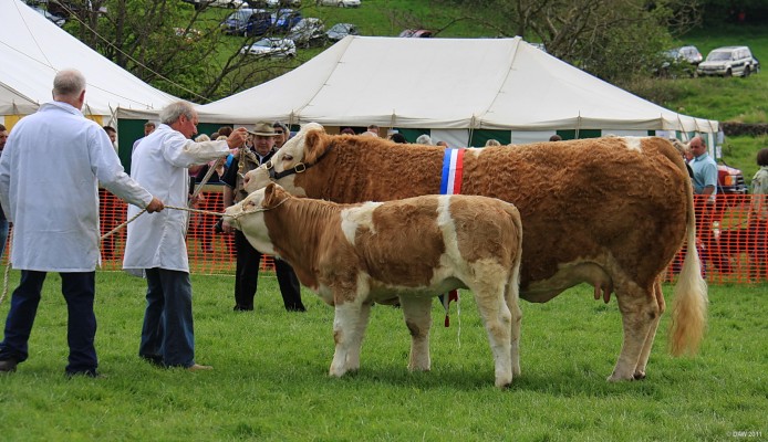 2011, Champion of Champions
