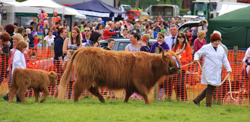 2011, Highland Cattle
