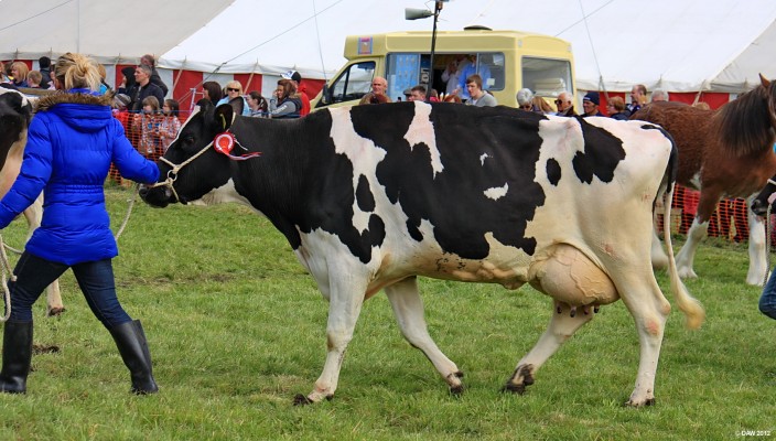 2012, Friesian, Grand Parade
