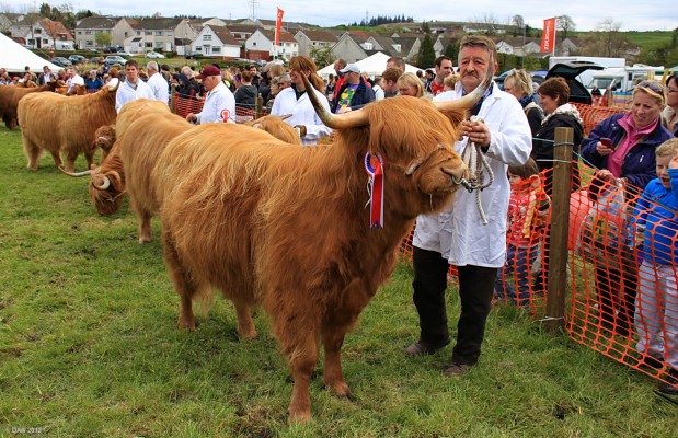 2012, Highland Cattle, Grand Parade
