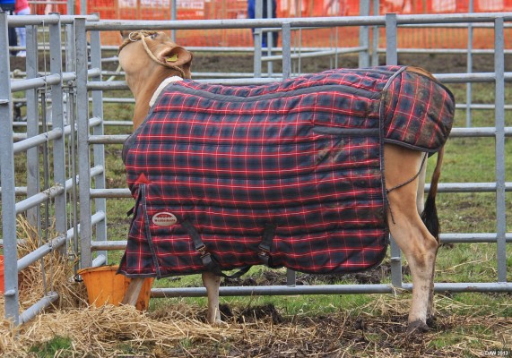 2013, Don't I look gallus in this coat
