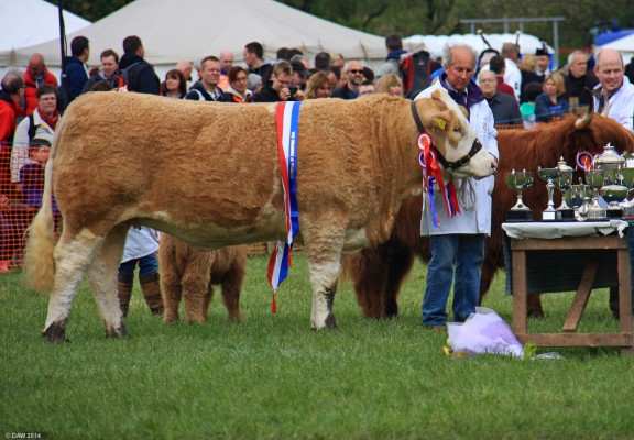 2014, Champion of Champions
