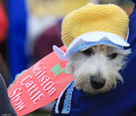 2014, best hat of the show
