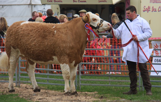 2016, Cattle in the main ring
