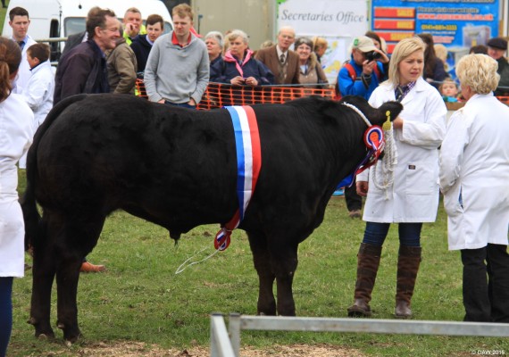 2016 Neilston Show, Champion of CHampions
