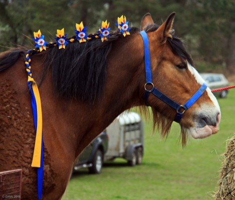 2016, Neilston show, horse ribbons
