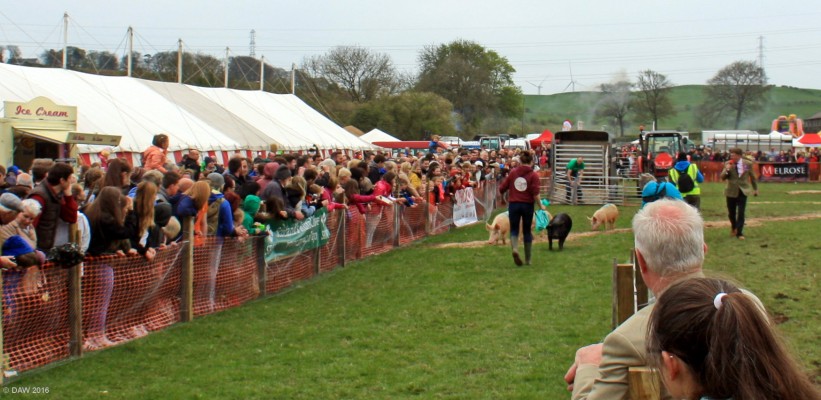 2016, Neilston show, Pig Racing
The way you get pigs to race is to give them some feed and then walk in front of them shaking the feed bag, it almost worked.
