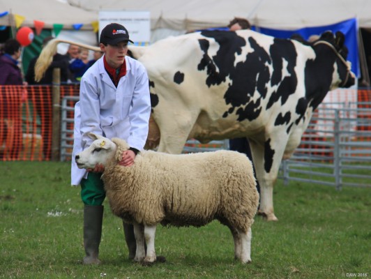 2016, sheep in main ring
The crowd were more interested in what was happening in the background here
