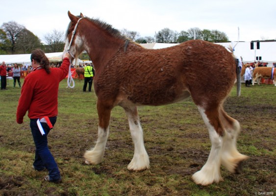 2018, Neilston Show, Grand Parade
