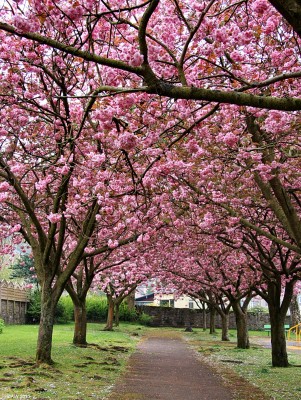 Anderson Memorial Park, Largs
[url=http://www.streetmap.co.uk/map.srf?X=220747&Y=658696&A=Y&Z=115/] Map location. [/url]
