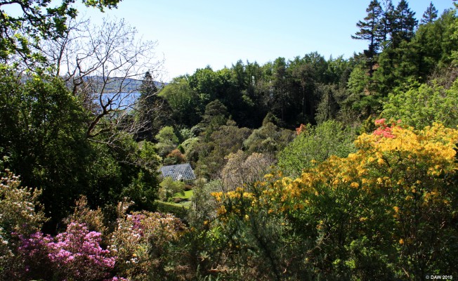 Arduaine Garden, Argyll & Bute
Overlooking [url=http://www.nts.org.uk/Property/Arduaine-Garden/] Arduaine Gardens [/url] with a glimps of Asknish Bay through the trees.

