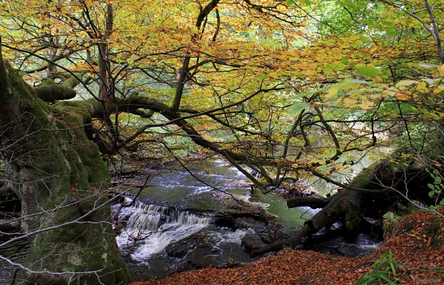 Calder Water in Autumn
An autumnal view of Calder Water in Calderglen Country Park.  East Kilbride. [url=http://www.streetmap.co.uk/map.srf?X=265475&Y=653067&A=Y&Z=115/] Map location. [/url]
