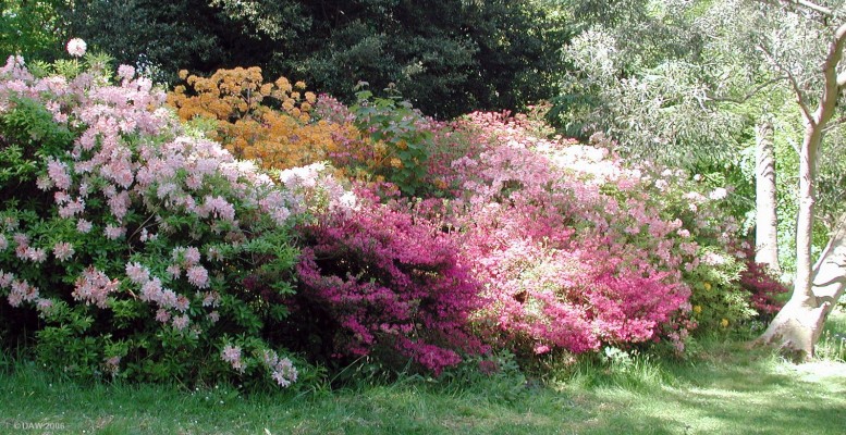Azalea, Culzean Country Park
