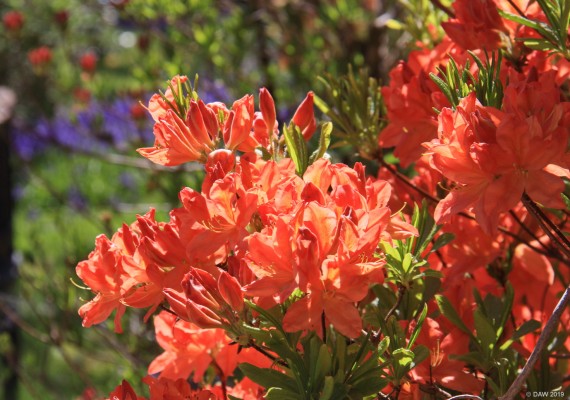 Azalea, Crarae Gardens
Crarae is one of two west coast gardens in Argyll & Bute run by the National Trust, the other being Arduaine.  Both gardens are at their best around May and early June.  Crarae is very different from Arduaine in that it stretches up the Glen of the Crarae Burn and probably has less to see in the summer other than a woodland walk.  But if you catch it in spring its worth a visit. [url=http://streetmap.co.uk/map.srf?X=198544&Y=697336&A=Y&Z=115/] Map location. [/url]
