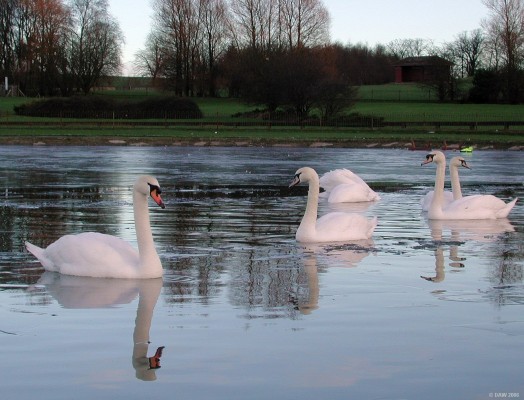 Barshaw Park in winter
