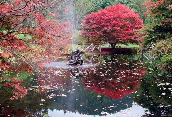 Benmore Botanic Garden, Autumn
Located just outside Dunoon, [url=http://www.rbge.org.uk/the-gardens/benmore/] Benmore Garden [/url] is associated with the Royal Botanic Garden in Edinburgh.  You can see in the reflections some of the tree covered hills that surround it that make it such a spectacular location.
