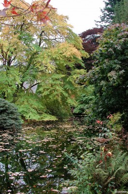 Autumn, Benmore Botanic Garden
Autumn reflections at Benmore Garden near Dunoon, also known as the Younger Botanic garden after the name of the man who donated the estate to the nation..  [url=http://www.streetmap.co.uk/map.srf?X=213977&Y=684842&A=Y&Z=120/] Map location. [/url]
