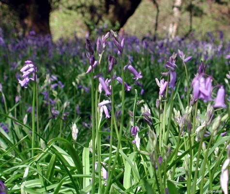 Bluebells, Cowden Hall grounds
[url=http://www.streetmap.co.uk/map.srf?X=247020&Y=657249&A=Y&Z=115/] Map location. [/url]

