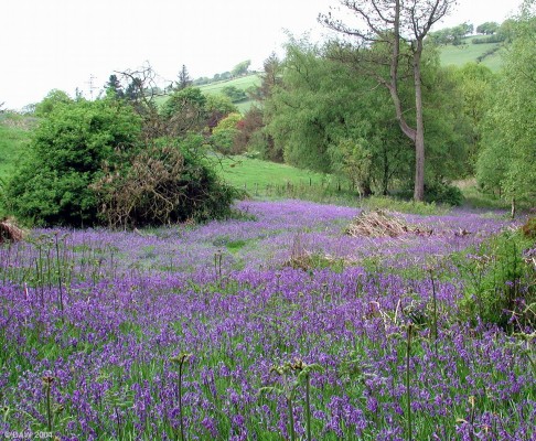 Carpet of Bluebells in Cowden Hall grounds
