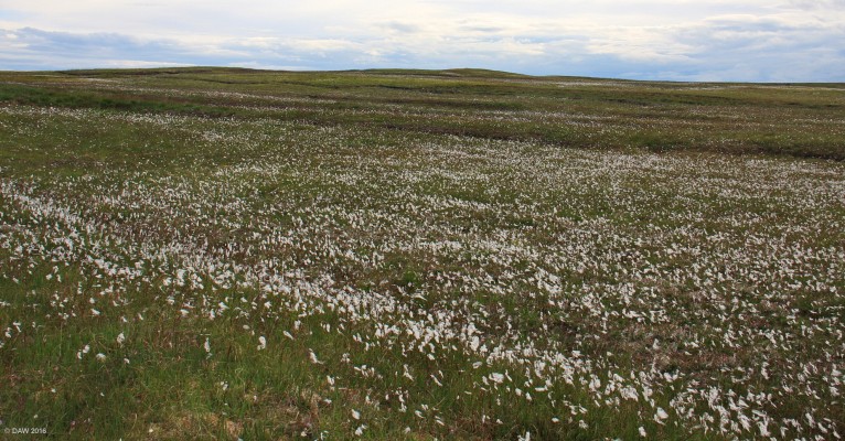 Bog Cotton, Caithness
Bog cotton as far as the eye can see, taken between Melvich and Reay.  [url=http://streetmap.co.uk/map.srf?X=291852&Y=965055&A=Y&Z=115/] Map location. [/url]
