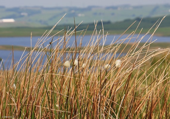 Bog Cotton, James's Hill
Bog Cotton or Eriophorum angustifolium to give it its Sunday name, enjoys any peat bogs or acidic wetlands and be found all over Scotland.  [url=http://www.streetmap.co.uk/map.srf?X=248542&Y=652970&A=Y&Z=115/] Map location. [/url]
