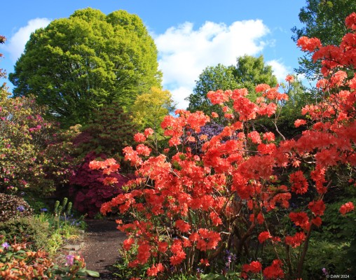 Branklyn Garden, Perth
[url=https://www.nts.org.uk/visit/places/branklyn-garden/] Branklyn Garden [/url] is one of the National Trust for Scotland's gems.  Not a large garden but packed full of plants andf looking at its best in spring and early summer.
