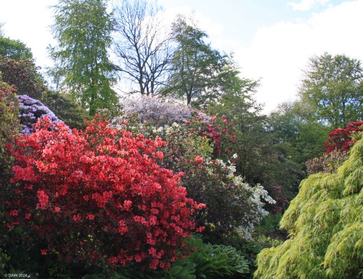 Branklyn Garden, Perth
Late spring colour at Branklyn Garden, Perth.  [url=http://streetmap.co.uk/map?X=312513&Y=722614&A=Y&Z=115/] Map location. [/url]
