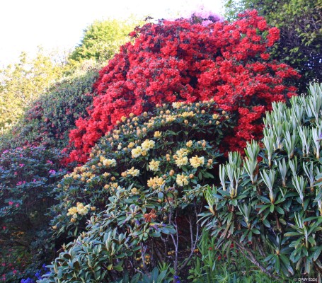 Branklyn Gardens, Perth
[url=http://streetmap.co.uk/map?X=312456&Y=722910&A=Y&Z=110/] Map location. [/url]
