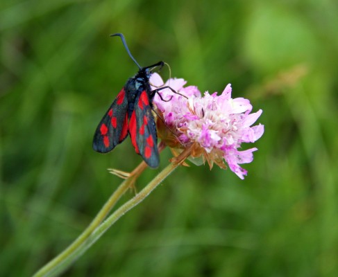Burghead Butterfly
Spotted in the grass at the viewpoint at Burghead.  [url=http://streetmap.co.uk/map.srf?X=310857&Y=869192&A=Y&Z=115/] Map location. [/url]
