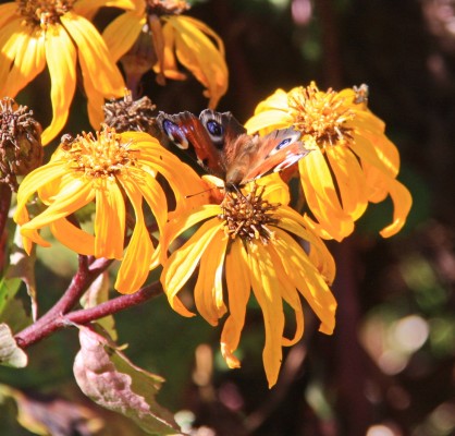A Peacock Butterfly at Achamore Gardens, Gigha
[url=http://streetmap.co.uk/map.srf?X=164241&Y=647738&A=Y&Z=120/] Map location. [/url]
