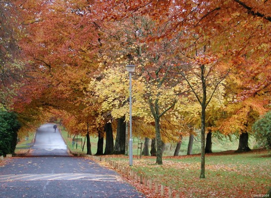 Calderglen country park, Autumn
[url=http://www.multimap.com/map/browse.cgi?lat=55.748&lon=-4.1495&scale=25000&icon=x/]Map location.[/url]
