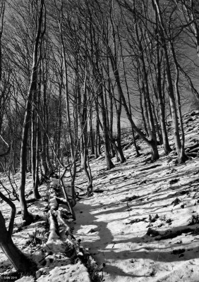 Caldwell-Law wood
Caldwell-law wood above Loch Libo in winter. [url=http://www.streetmap.co.uk/map.srf?X=243466&Y=655802&A=Y&Z=115/] Map location. [/url]
