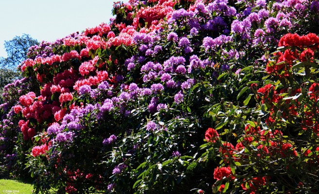 Castle Kennedy Gardens, May 2012
[url=http://www.castlekennedygardens.co.uk/] Castle Kennedy Gardens, [/url] Dumfries & Galloway.
