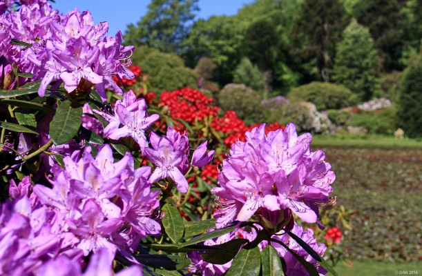 Castle Kennedy Gardens, May 2012
Castle Kennedy Gardens, Dumfries & Galloway.   Just one of the garden treasures down in the south west of Scotland.
